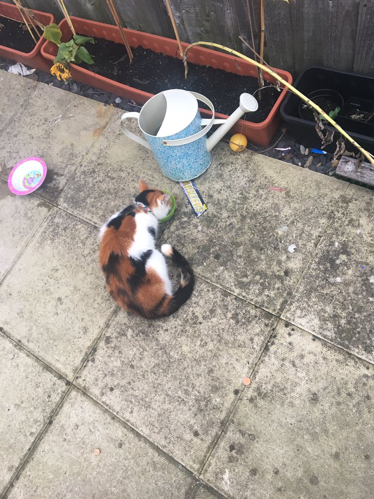 RJWDay's tweet photo. @Wrexham I’ve just found this cat in my shed in Rhostyllen.  We’ve not been it there since the start of the week.  I’ve feed water him/her, she seem ok but hungry.  Hopefully she’ll now find her way home. https://t.co/ZZasWNkCvE