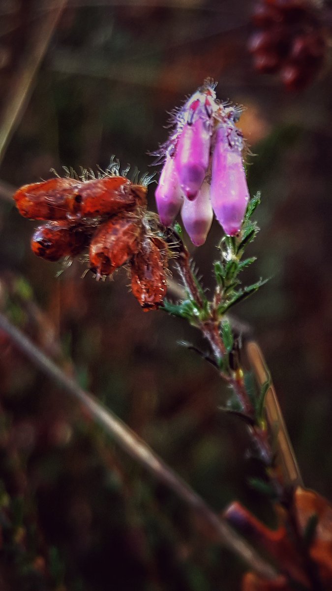 henk_bruggink's tweet photo. #staatsbosbeheer #natuur #fotografie #drenth #bargerveen was weer heerlijk vertoeven in het bargerbos https://t.co/ZBvVnakF5B