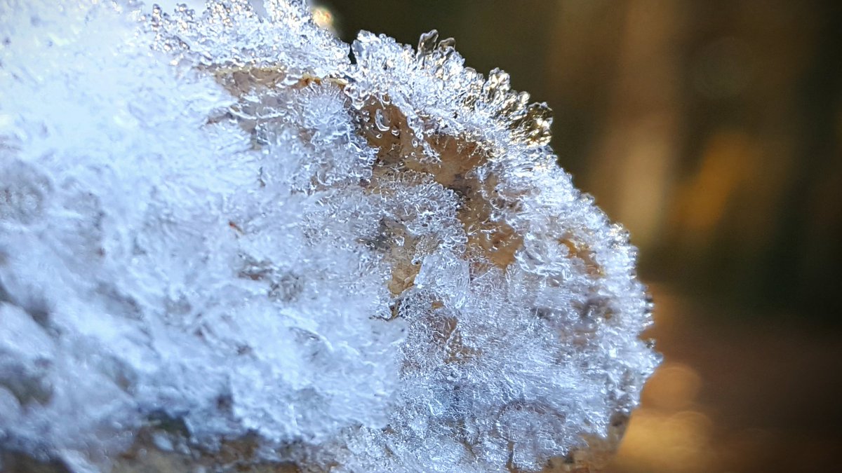 henk_bruggink's tweet photo. #staatsbosbeheer #natuur #fotografie #drenth #bargerveen was weer heerlijk vertoeven in het bargerbos https://t.co/ZBvVnakF5B