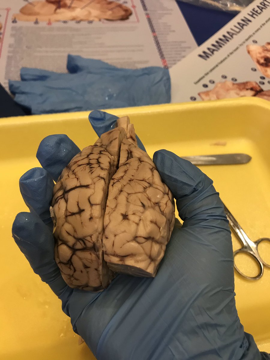 Cow eye and sheep brain dissection at #NSTA18 <a href="/wcpsmd/">WCPS Maryland</a>