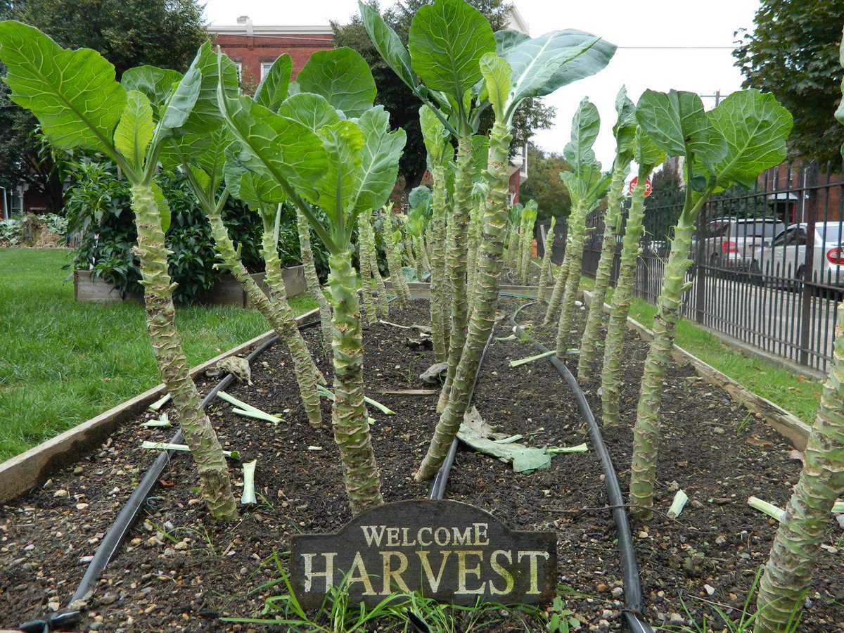 Tomorrow is Community Garden Day! Join the Drexel Urban Growers to learn urban farming skills and to help maintain and harvest the garden at the Dornsife Center. ♦ Saturday, November 17 ♦ 10:00AM – 12:00PM ♦