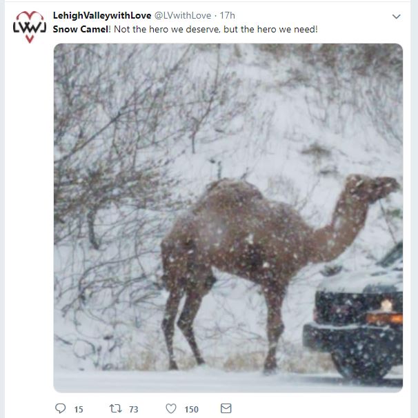 LVB_com's tweet image. Snow Camel distracts commuters from snowy ordeal  lvb.com/article/201811… #blogs #snowcamel #Lehigh Valley #traffic