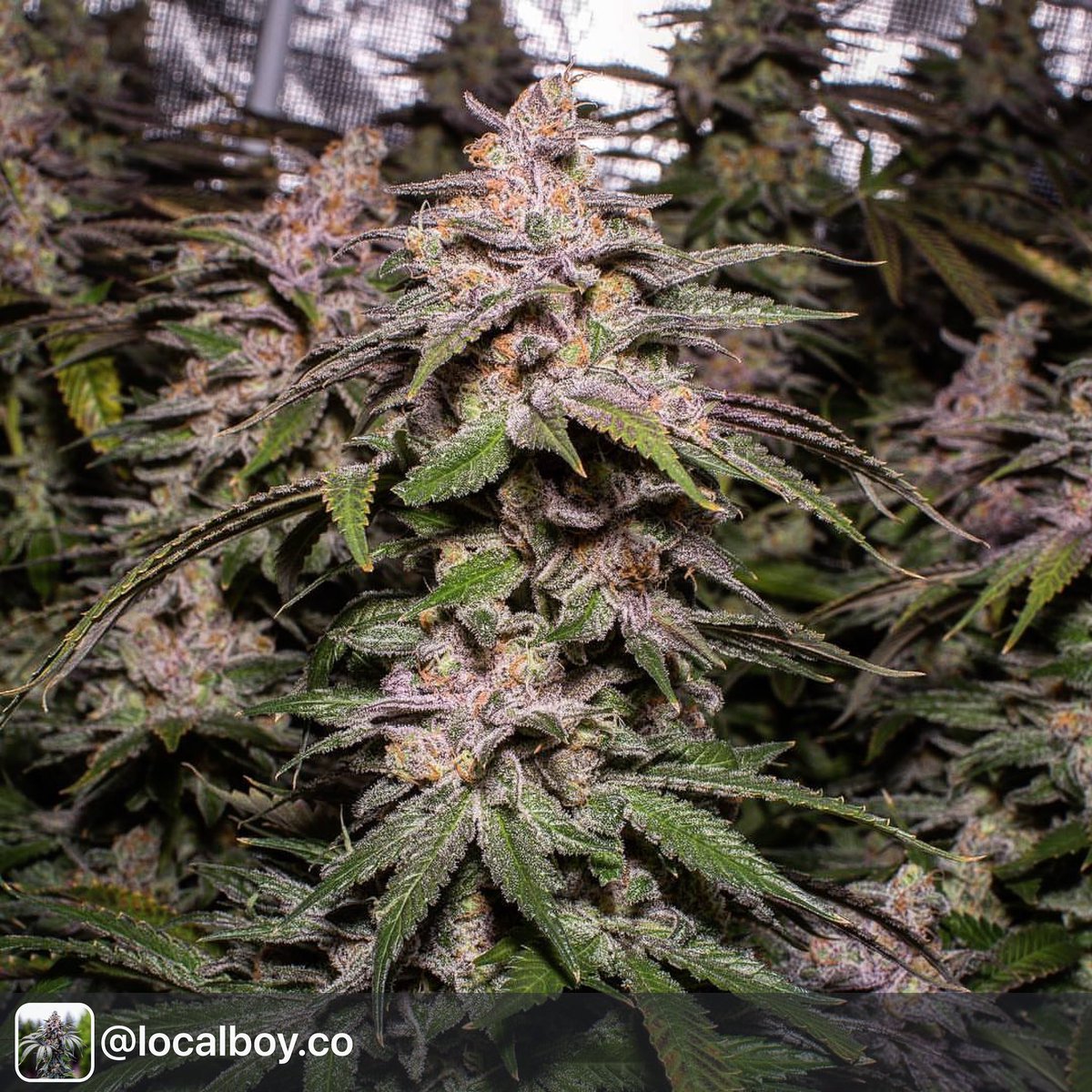ThreeALight's tweet photo. https://t.co/U45wvIx3p9 #ThreeALight #SuccessNutrients #Cannabis #Weed #Ganja #Marijuana https://t.co/uyvEqMiIyq