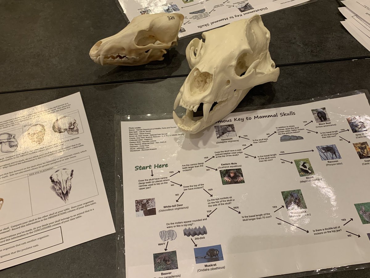 jaclyn_austin's tweet photo. Great collaboration between @RNatureGall at Robinson Nature Center &amp; Mrs. Furman-Berger @hcpss_hms sharing field experience for life science students @ #NSTA18 NationalHarbor #mdscipride #CelebrateHCPSS https://t.co/DeV73XLrx2