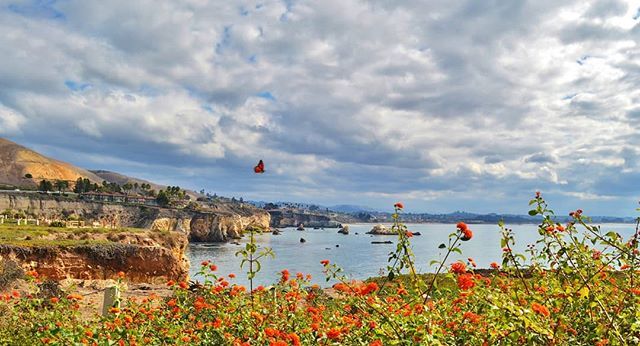 pismotravel's tweet photo. The Monarch Butterflies are starting to make their way to #PismoBeach!🦋 https://t.co/oMQ7snLhP3