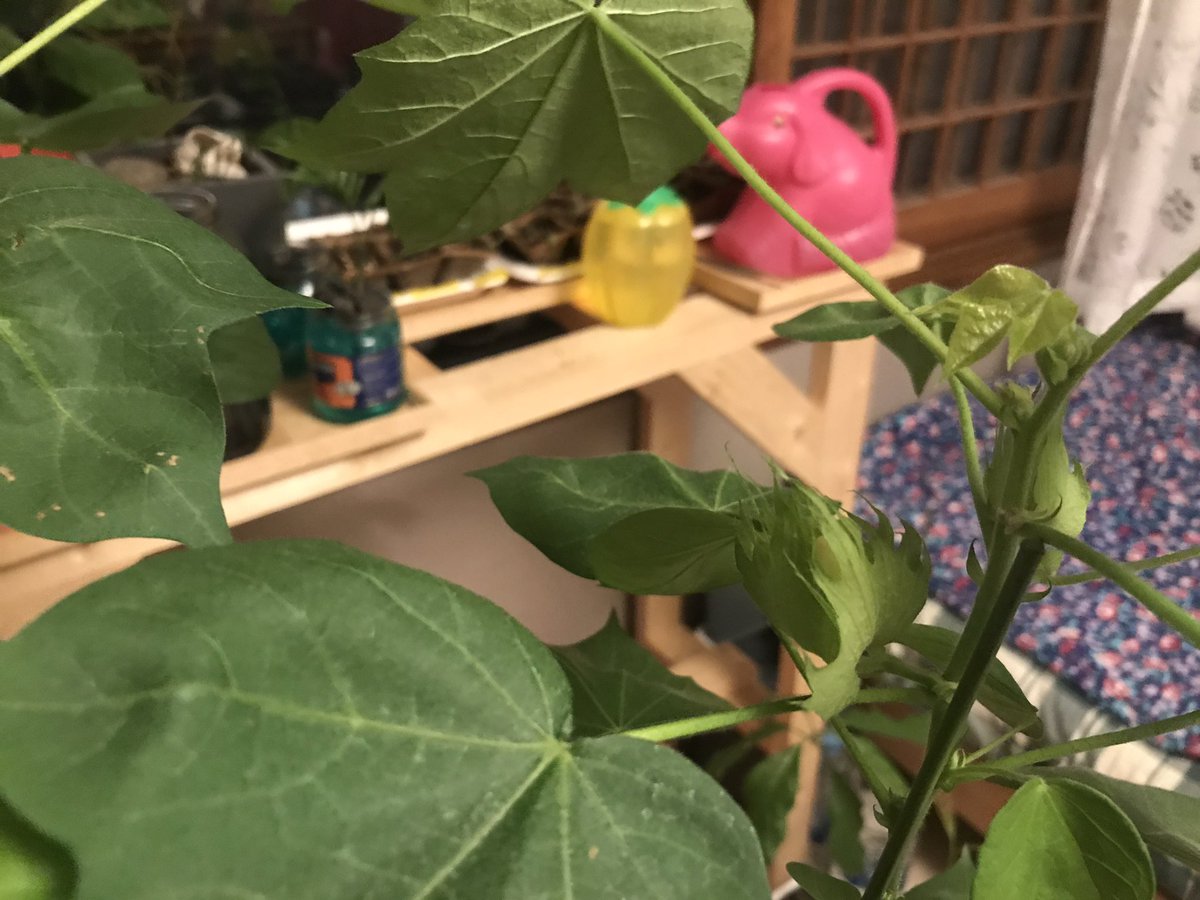 아아아아아닛 이것은???! 목화꽃이 피려나??? 감격