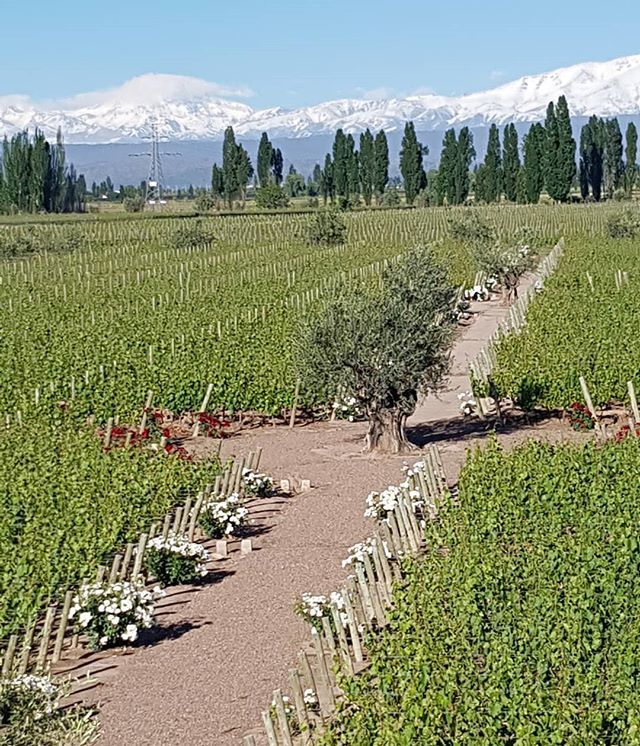 SantiagoAchaval's tweet photo. #2018spring and #Roses in the #Matervini #Finca #Malbec #vineyard . Canary in the coal mine? Yes. Just because they're beautiful? That too! https://t.co/C8qifK3fIr https://t.co/pdmSD6yWp1