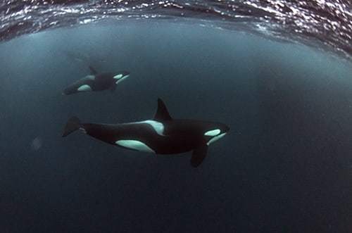 Our first cold water adventure and what a stunning setting to do it, above the artic circle in Norway. #orcas ift.tt/2TcLZ2V