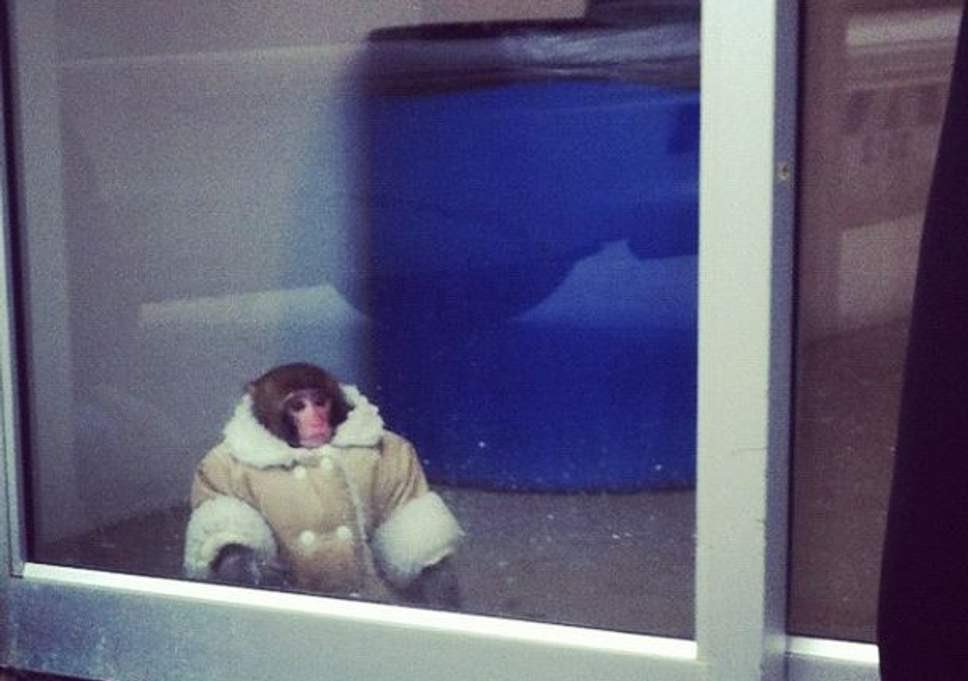 dgonyoVA's tweet photo. Hill staffer sent me this pic of Ocasio-Cortez they took just now. I’ll tell you something: that jacket and coat don’t look like a girl who struggles. https://t.co/gLXztQqe4g