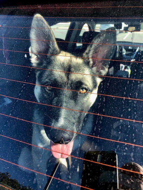 JonestownPolice's tweet image. FOUND: Thursday in Travisso. Gray, brown &amp;amp; black, one year old German shepherd mix. Has collar but no tags. Was scanned but does not have a chip. Clean, well cared for. May have escaped from home. Please call 512-992-9111.
