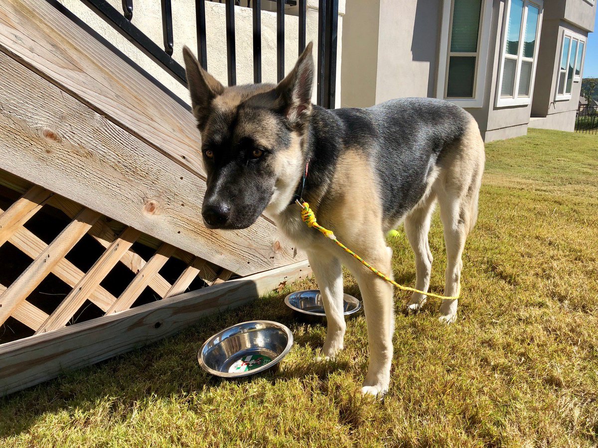 JonestownPolice's tweet image. FOUND: Thursday in Travisso. Gray, brown &amp;amp; black, one year old German shepherd mix. Has collar but no tags. Was scanned but does not have a chip. Clean, well cared for. May have escaped from home. Please call 512-992-9111.