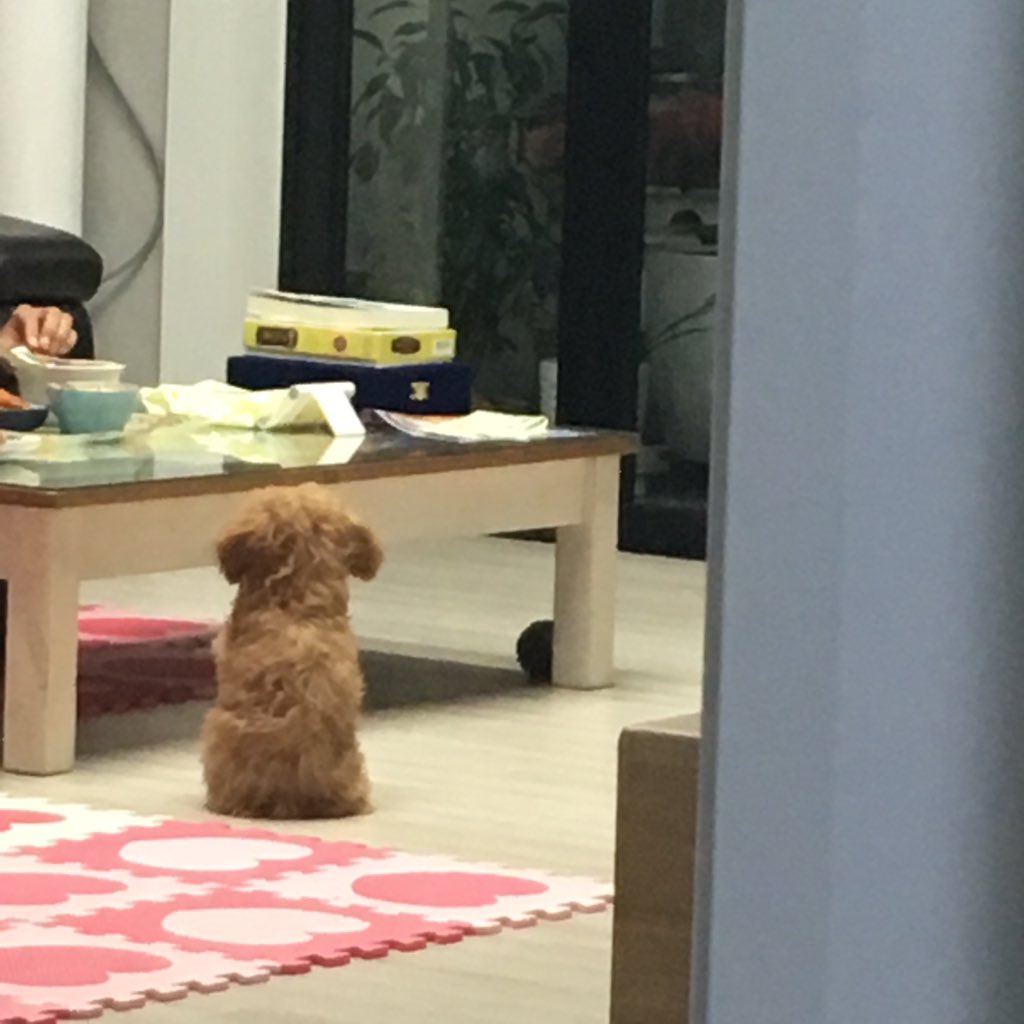 Peanut__717's tweet photo. 자꾸 아빠 야식 먹는데 찝쩍대다가 엄마아빠가 뭐라고 하니까 나 쳐다본닼ㅋㅋㅋㅋㅋㅋㅋㅋㅋㅋㅋㅋㅋ내가 뭘 해줄 수 있는게 없단다 티라미슈인절미떡아....... https://t.co/eosjGKg3RC