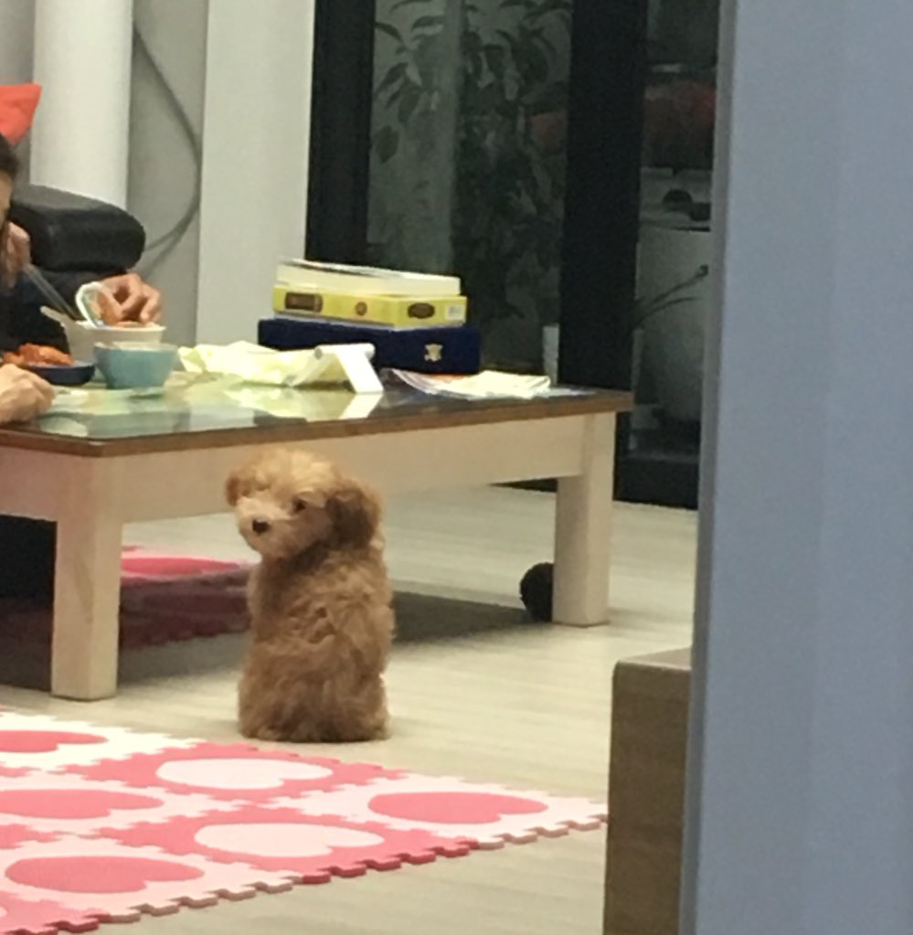 Peanut__717's tweet photo. 자꾸 아빠 야식 먹는데 찝쩍대다가 엄마아빠가 뭐라고 하니까 나 쳐다본닼ㅋㅋㅋㅋㅋㅋㅋㅋㅋㅋㅋㅋㅋ내가 뭘 해줄 수 있는게 없단다 티라미슈인절미떡아....... https://t.co/eosjGKg3RC