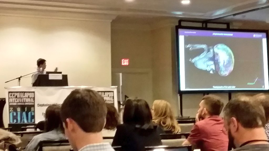 ALCESonline's tweet photo. Wen-Sung Chung used CT scanning to map the brain of 'broad squid (Sepioteuthis lessoniana) and found at least 47 different lobes (among many other things)! #CIAC2018 #CIAC_2018 https://t.co/8CreVQXjRM