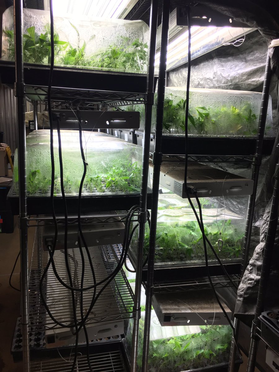 DieselAcme's tweet photo. Racking em’ for the next cycle. We have #washingtoncookies and #Tinity already racked, lots more very soon! #cannabis #i502community #cannabiscommunity #babies #clones #i502producer #genetics #knowhow #prolevel #AcmeDieselCannabisCo #ganjatech #followus https://t.co/zieuEyhMLV