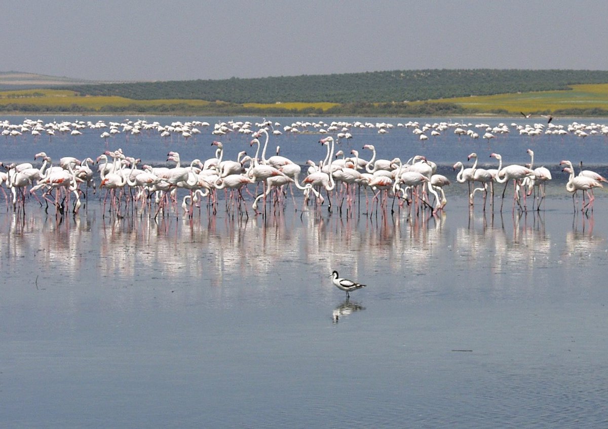 aslo_org's tweet photo. Bird migration = bacterial migration? Does the movement of #flamingo flocks change an area's microbial landscape? Check out a review of recent work presented at #ASLO18 by @isabel_reche_c to see what a difference a flamboyance can make - https://t.co/ttZFspgZ93 @NSF_GEO https://t.co/osYhxqaePQ