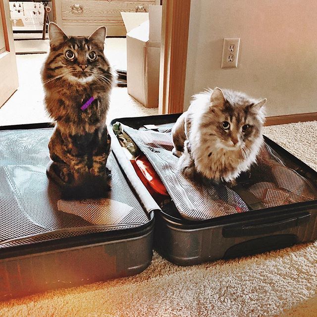 meripip's tweet photo. You’re taking us with, right?? #dontleaveme #withhim #prettyplease #fridayfeeling #fridaymotivation #flashbackfriday #fridaymorning #friyay #vacation #vacationmode #hastalavista #thanksgiving #vacay #seeya #siberiancat #tabby #pussinboots #eyes #catsofin… https://t.co/nrMS37JV36 https://t.co/MimejYZmZd