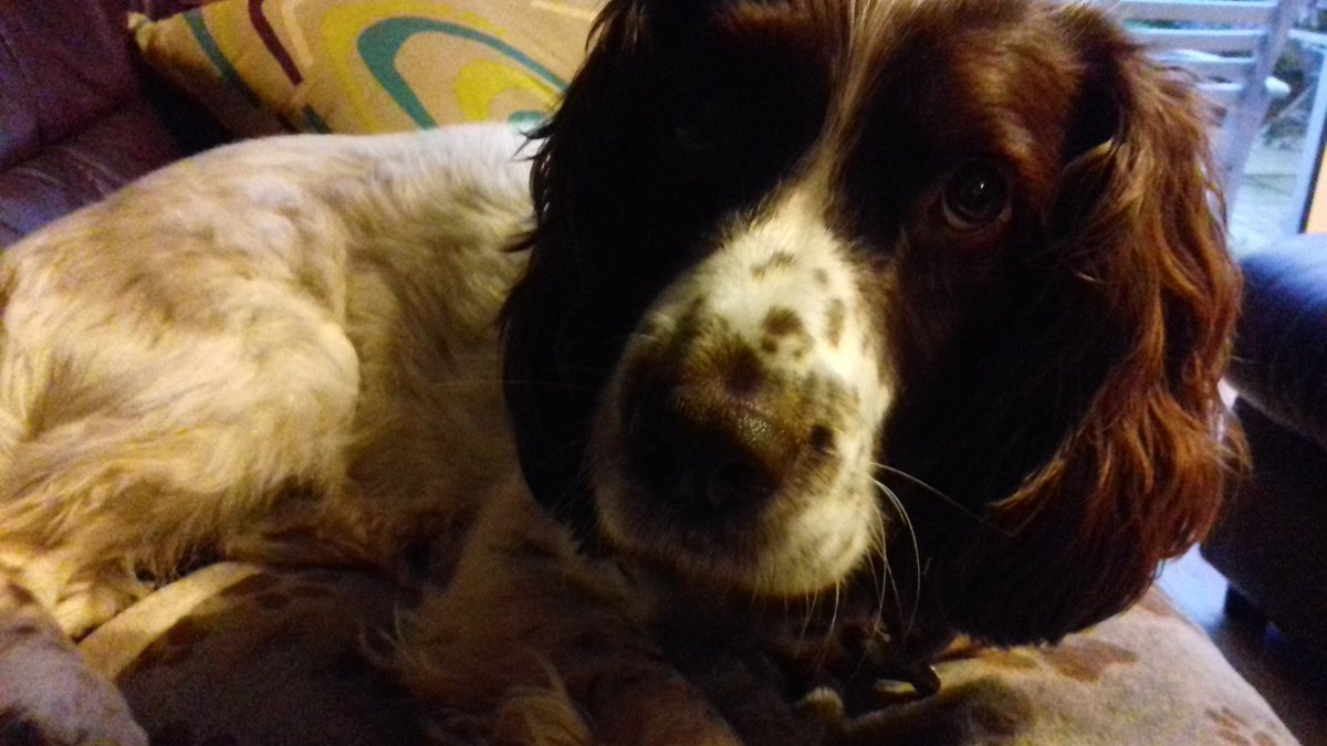 Birdwisenk's tweet photo. Hopped over to the north side of the Thames Estuary to speak to colleagues in Essex about #BirdWise. Great to share ideas but lovely to be back home with ranger dog Jasper now. Have a great weekend everyone! #MitigationMeetUp #partnership #BirdAware https://t.co/SwQX9eePJz