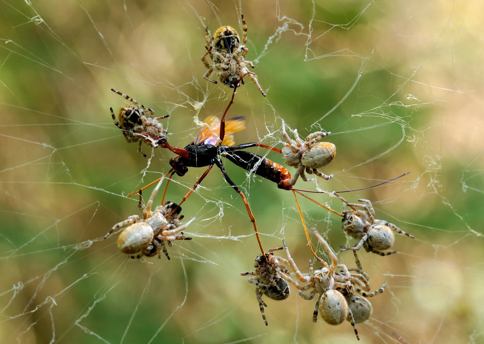 Huddle Together: Social Spiders and Their Myriad Guests