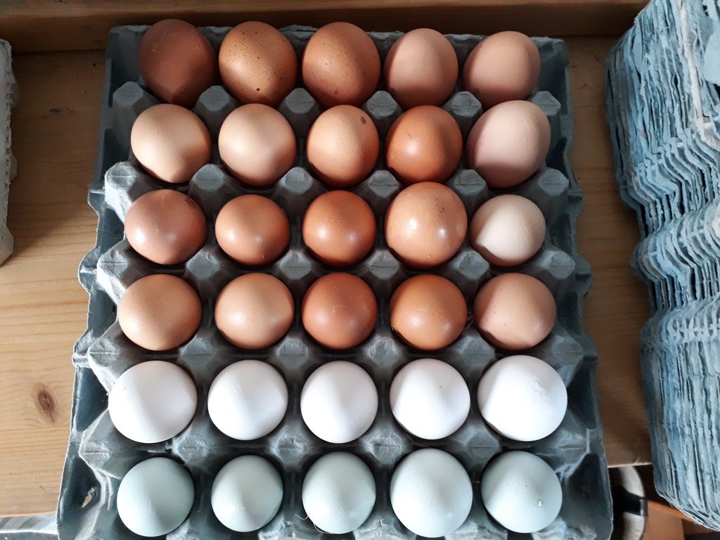 FarmersOfTheUK's tweet image. There is a HUGE demand for free to range, high welfare eggs and if done correctly, can deliver a good profit margin for a farm business