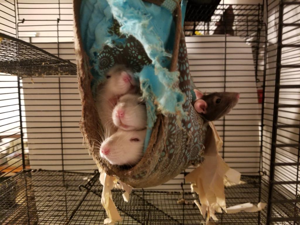 ZakariyaAliSher's tweet photo. Rattie burrito! ❤️🐀
#rats #ratties #petrats #Rattusnorvegicus #rodents #fancyrats #Himilayana #Himis #Himalayanrats #pets #animals #cute #sleepyrats #cuddles #snuggles #littlegirlrats #babyrats #ratatos #ratsnuggles #ilovemyratties https://t.co/sbEL0UAA8r