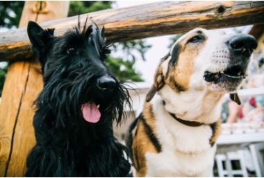 Pet Food Institute tweet media