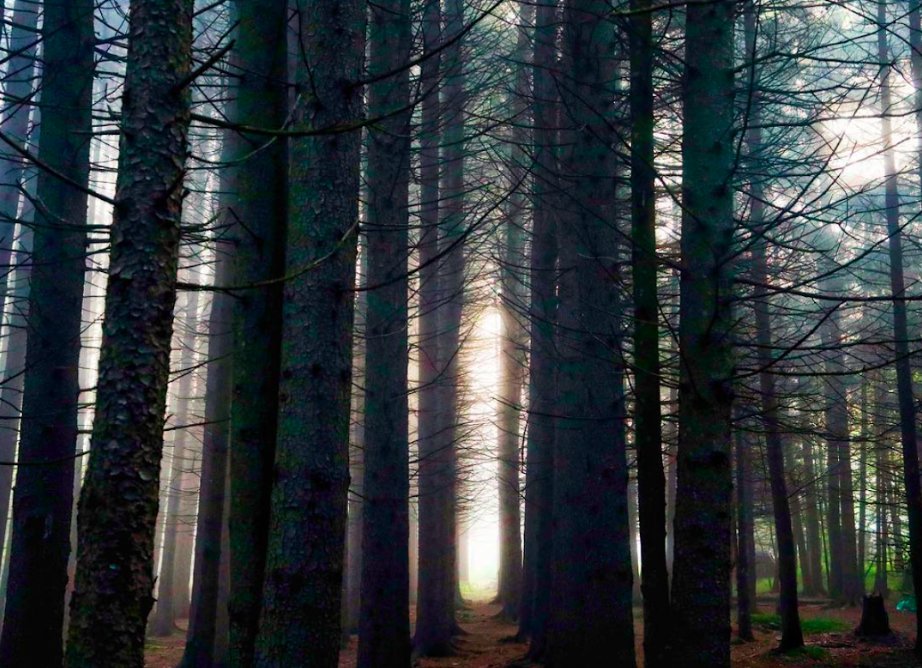 The morning sun coming up through the woods @wolfhollowcamp in Andes in the Catskills. It’s closed for the season now but we can’t wait to visit in the spring. #rewritingtheclassics #grayers.