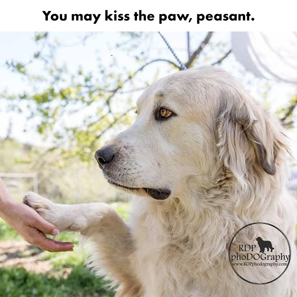 findyapp's tweet image. &quot;GOOD boy?&quot; Please. Don&apos;t let this regal pose fool you, His Royal Highness Argus and Her Majesty Noelle are a lovable, playful and bonded pair of the GREATEST Pyreneeses looking for a kingdom to reign. #FoundFriday #FindyApp #GreatPyrenees #AdoptDontShop ow.ly/tNuK50jH7Kh