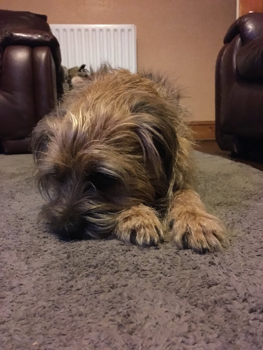 jack_border's tweet image. ‘’can we go walkies yet?’’