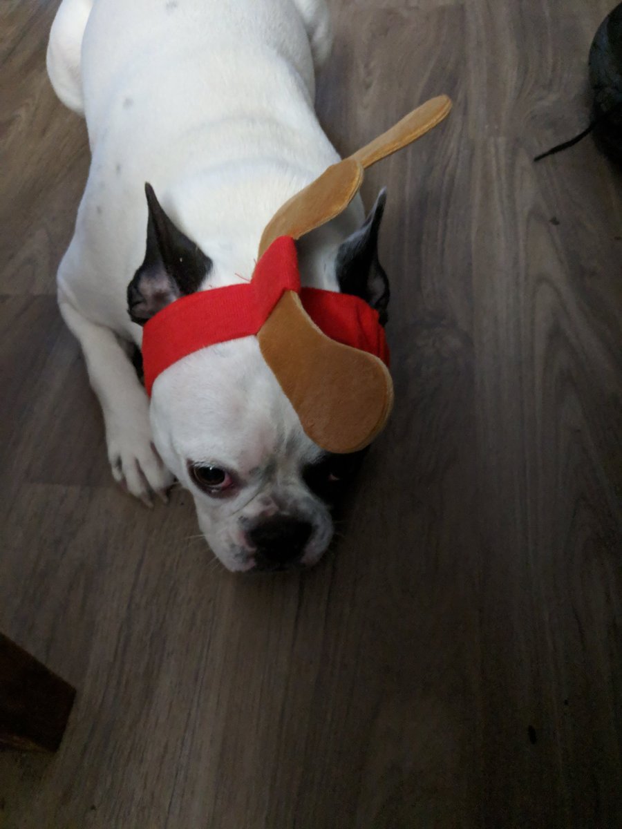 HappyManes8's tweet photo. #Cute #Animals #BarkBoxDay https://t.co/jfL5lb5t1i