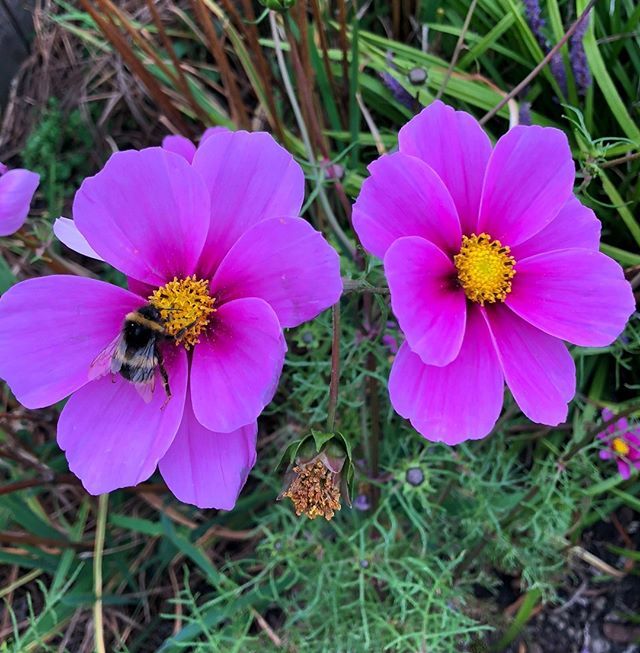 Don't worry, bee happy ;) ⠀
.⠀
.⠀
.⠀
#fridayfeeling #fridayflowers #FridayMotivation #fridayinspiration #fridaymood #naturelover #redflowers #orangeflowers #yellowflowers #flowerlove #flowerpic #floweroftheday #flowerstagram #flowerphotography #flowe… ift.tt/2Q0Agpi