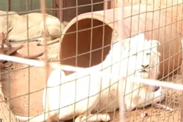 BiologistDan's tweet photo. This is Mufasa. A rare white lion. The Govt of South Africa is going to auction him off. More than likely a #trophyhunting Company will outbid everyone and his head will wind up on a rich guy's wall. RT and Sign the petition to stop this
https://t.co/eoZ3c4ouxi https://t.co/Mw42bSxaBv
