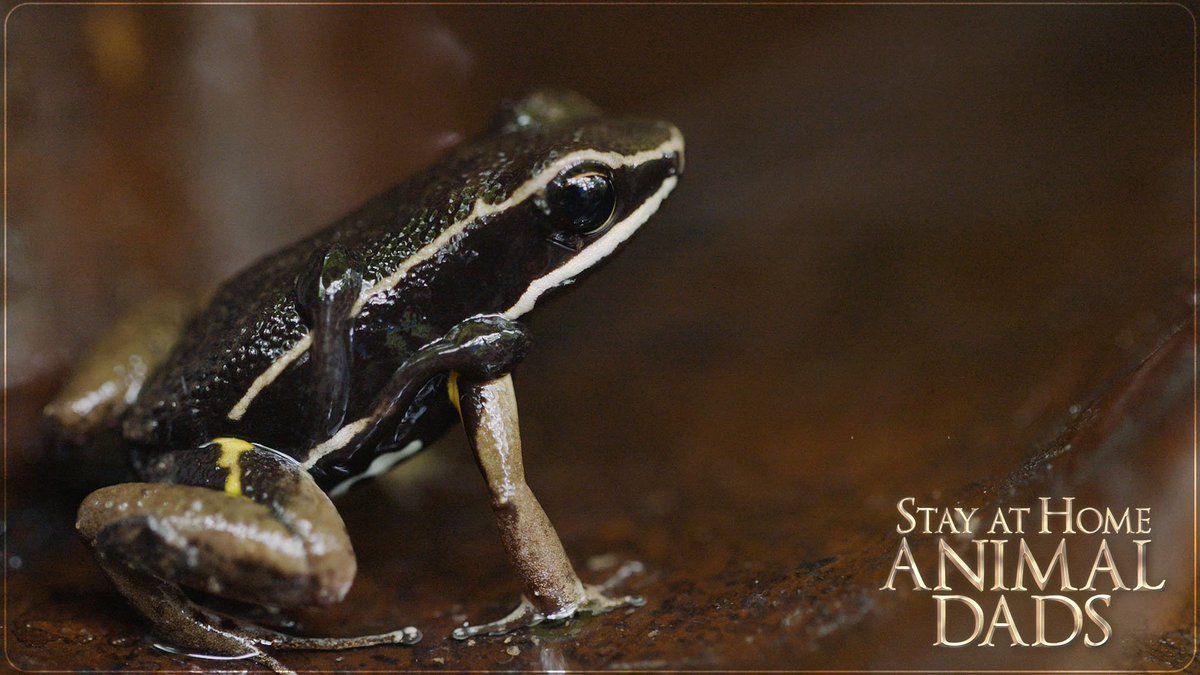 Rotating_Planet's tweet photo. Rough commute this morning? Meet this frog father: not only is he responsible for guarding his eggs, he’s responsible for transporting his tadpoles around once they hatch. Don't miss Stay at Home Animal Dads, December 2nd at 8pm! #cbcdocs https://t.co/kCHvMnn2z6
