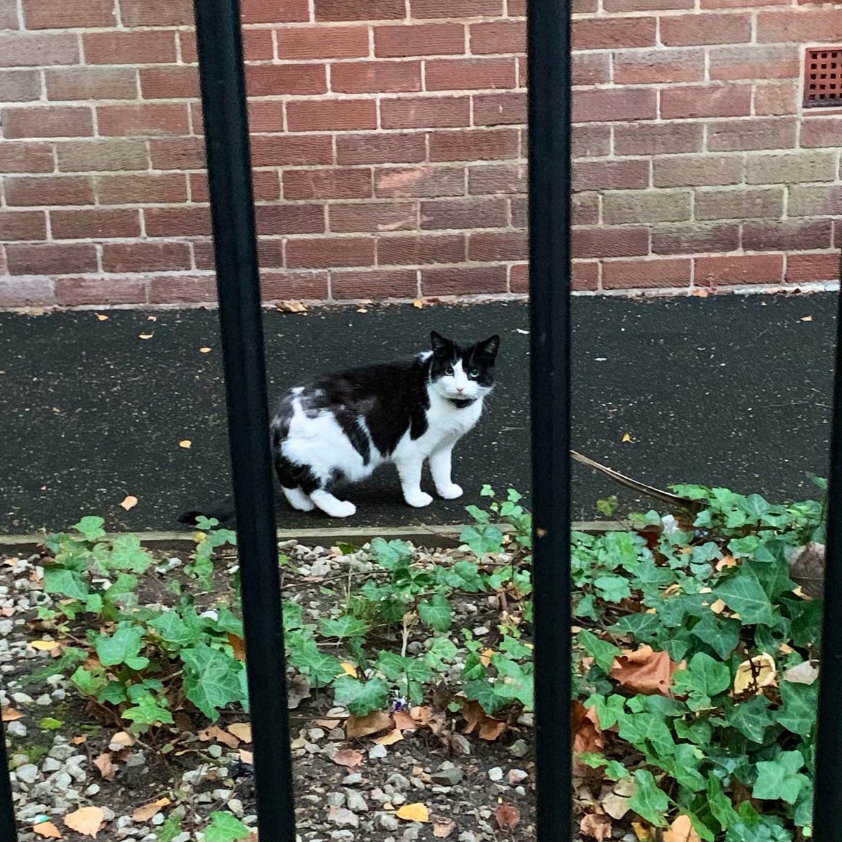 wendy_bobs's tweet image. It’s been a while @catsoflevy but I saw a puddy tat !