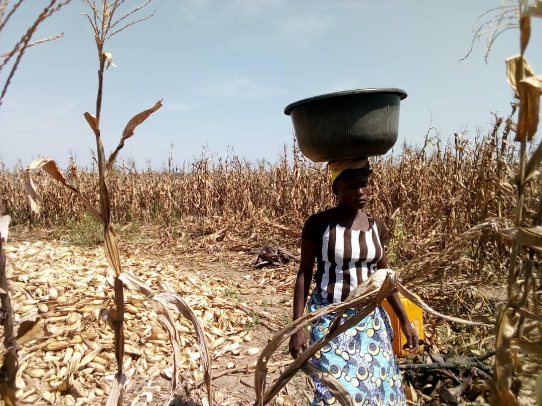 ogidaniel1's tweet photo. @nirsalconnect #Famsmart maize harvest in progress #insideFutMinna @OkokoOdaudu #PMROMinna https://t.co/kFq3sJ1j0W