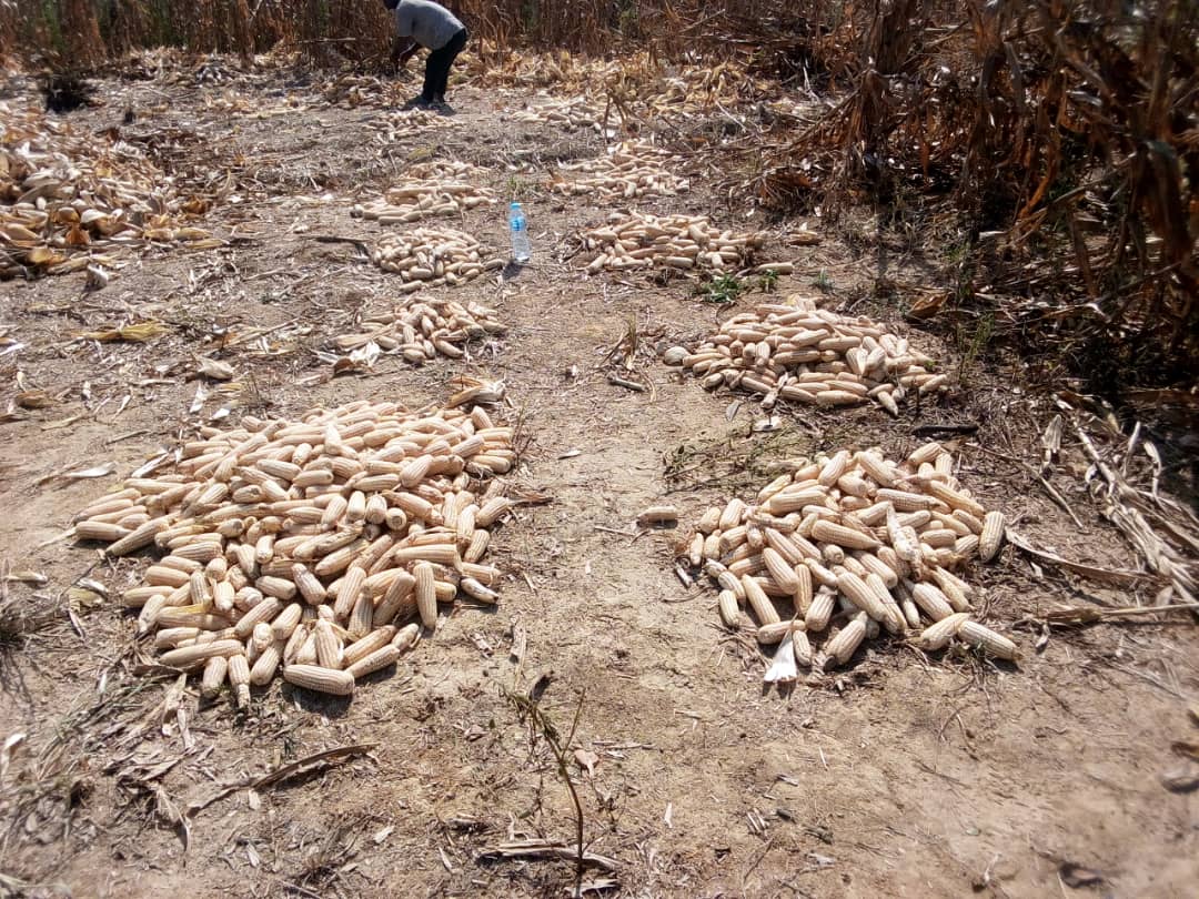 ogidaniel1's tweet photo. @nirsalconnect #Famsmart maize harvest in progress #insideFutMinna @OkokoOdaudu #PMROMinna https://t.co/kFq3sJ1j0W