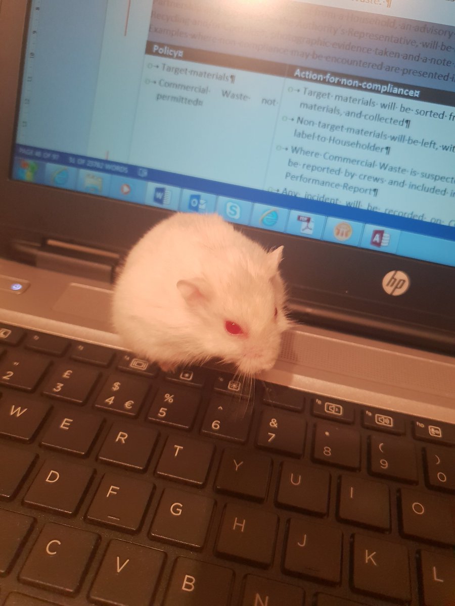 KimShaw2013's tweet photo. Working late on a Friday afternoon means working from home with a little help 😂 #hamster #WorkFromHome https://t.co/EgnTjpv1ZG