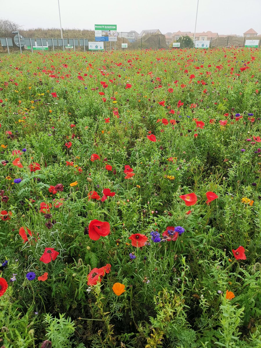 Euroflor4U's tweet photo. The 16th November and we still have Euroclor poppies flowering on a roundabout https://t.co/L4FoQDwB1a