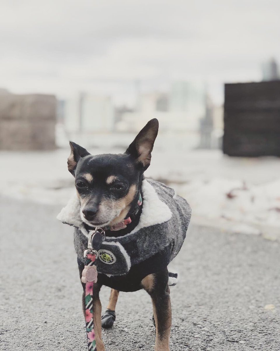 John Snow....Winter is here! 🌨❄️🌬🥶 
#winteriscoming #GoT #silliouslysparta #minpin 
#miniaturepinscher #minpinbuddies #doggo #dogs #dogther #blackdog #minpinstagram #cutedogs #blackandtan #ilovemydog #furbaby #pets #doglovers #animals #dogstagram #instadog #vegandog