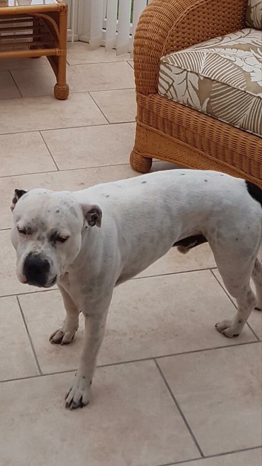 Find_Kemo's tweet photo. DAY 278 16th November 18 On #FindKemoFriday #XmasCampaignFindKemo Another week/weekend without you bubs
https://t.co/xMXpDmUaB9 https://t.co/2MICxS0mFs