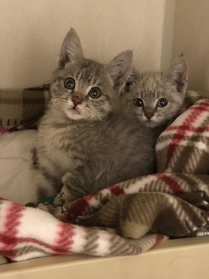 sfspca's tweet photo. We just transferred in 29 animals from the #CampFire. Injuries range from mild to severe burns. All are receiving care at our hospital. We haven’t been able to find the owners for most of these pets. Help us — share this album! See your pet? 415-554-3000. https://t.co/CHRNJAEIkV https://t.co/PwYctAXlNA