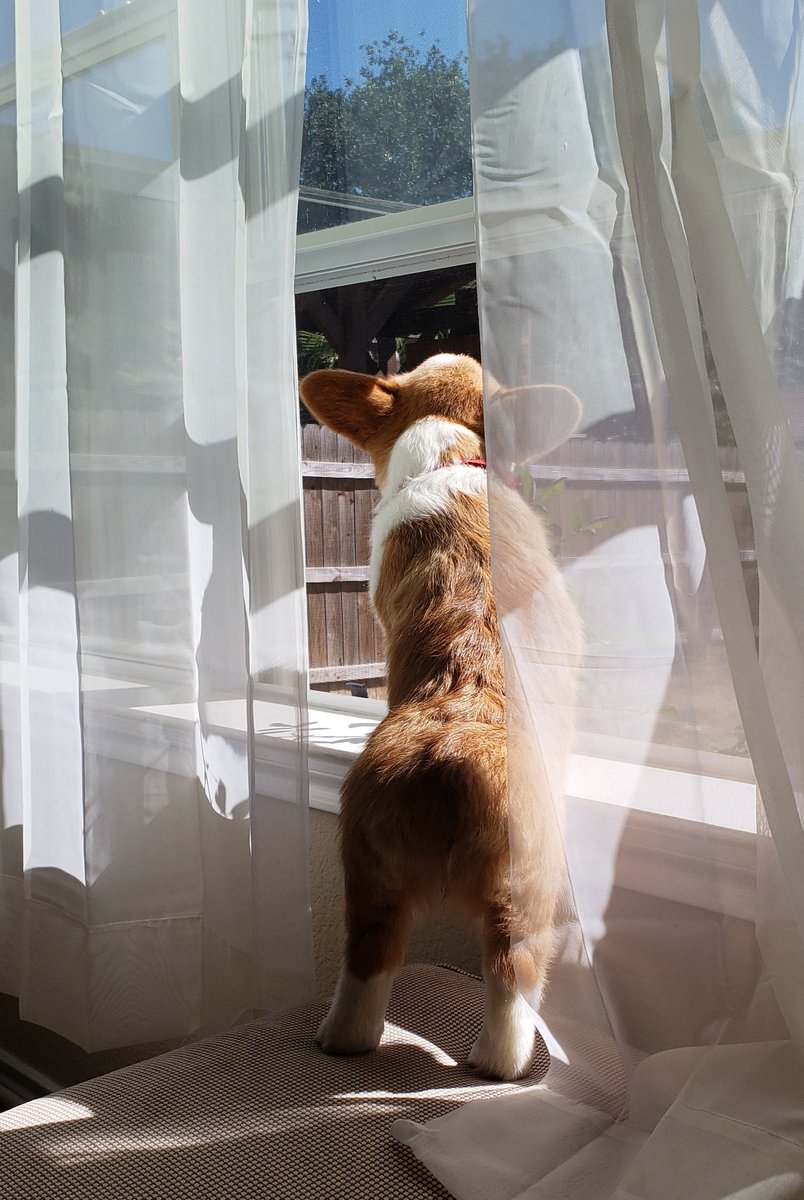 BeasleyCorgi's tweet photo. Plotting my escape... #corgi #corgipuppy #sablecorgi #corgisofinstagram #cute #corgination #pembrokewelshcorgi #adorbs #corgilove #doggo https://t.co/oHBCA5id0P