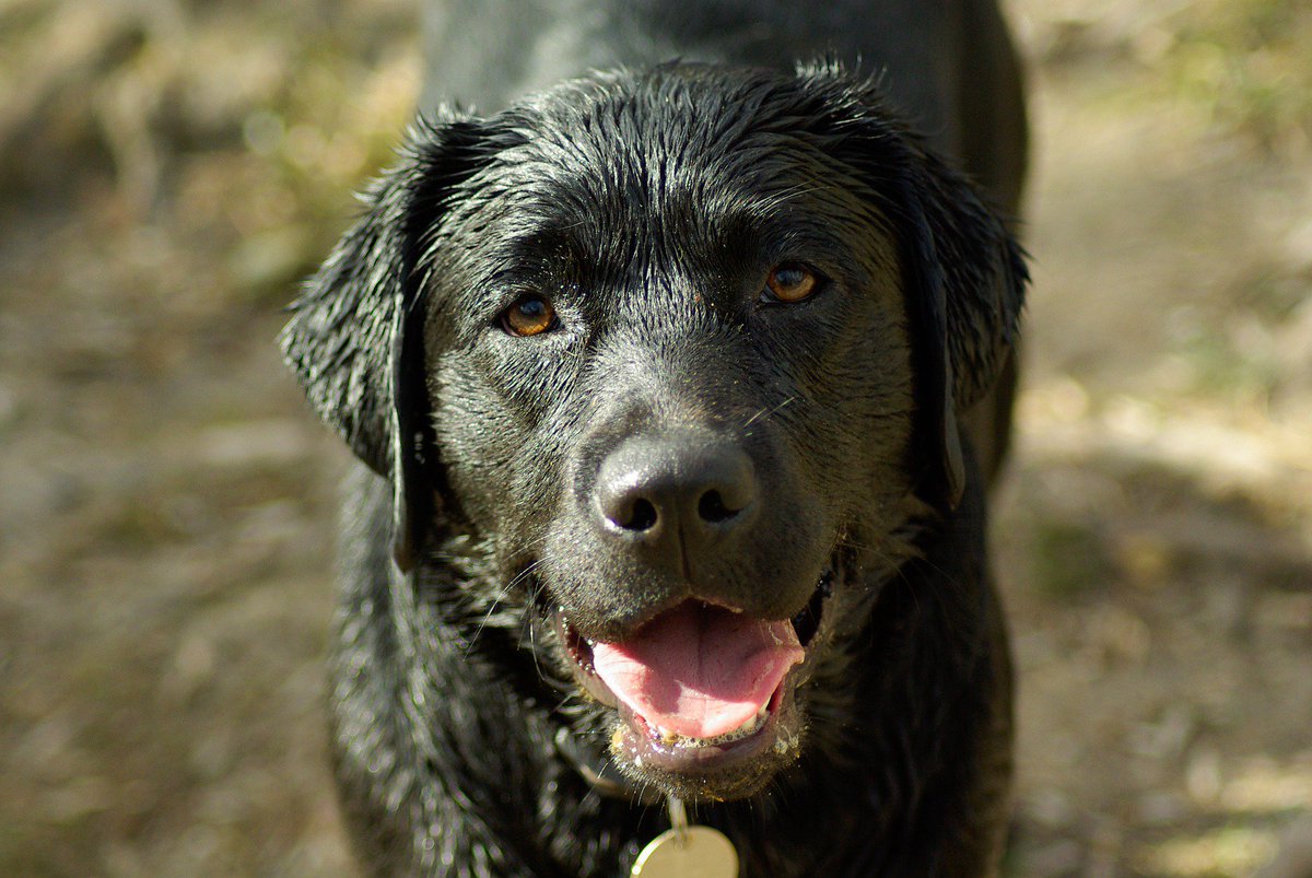 Berti_and_Ernie's tweet photo. Wild, wet and happy! #dogfriends https://t.co/RVRD6QpDDv
