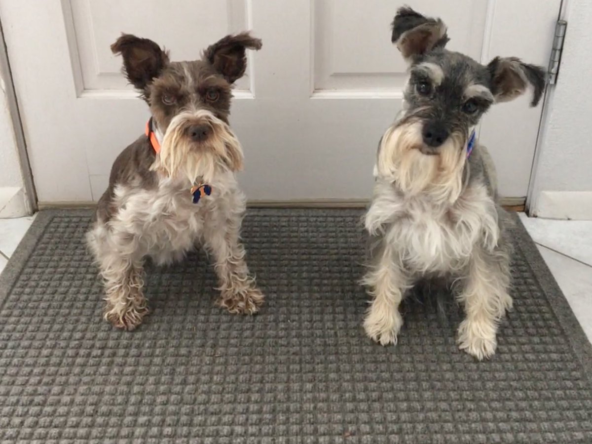 WeatherDog_Will's tweet photo. When we’re ready to go out, we go to our rug! #LiveOnK2 #SchnauzerGang #walkies #coverdogs https://t.co/ZvPlUKFEK0