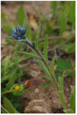Dos boragináceas nuevas en la flora portuguesa.
André Carapeto
revistas.uma.es/index.php/abm/…