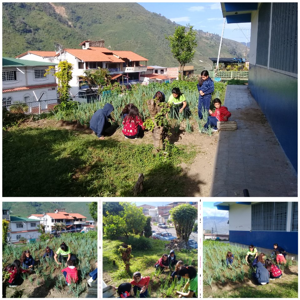 16/11/Desmalezamiento del Conuco en el área del cebollin Con los estudiantes del 3er grado. E.N.B.PADRE MAYA MUNICIPIO JÁUREGUI. <a href="/charlychaves/">Charly Rojas Chaves</a> <a href="/CLIFPJauregui/">CLIFPMV Jáuregui</a> @JorgePerezVZLA @psuvaristobulo @SPETachira <a href="/MPPE_VCEUP/">Viceministerio de Comunidades Educativas</a>