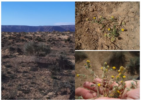 Note sur une nouvelle station d'Anacyclus monanthos subsp. cyrtolepidioides (Pomel) Humphries dans la région du Chott el Hodna (M'sila, Argelia)
Madani Sarri, Djamel Sarri, Noui Hendel, Hadjer Fodil
revistas.uma.es/index.php/abm/…