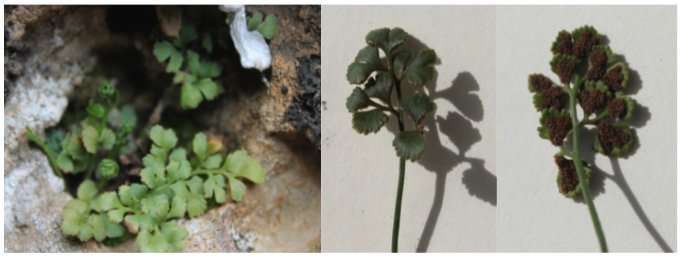 La découverte d'Asplenium ruta-muraria L. subsp. ruta-muraria dans la région de Tlemcen (Algérie occidentale)
Brahim Babali, Abdelkader Babali, Boumediene Medjahdi, Mohammed Bouazza
revistas.uma.es/index.php/abm/…