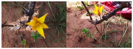 Caractérisation de l'habitat naturel d'une espèce de géophyte menacée (Tulipa sylvestris L.) dans la fôret de Bouhriz (ouest Algérien)
Mounir Chihab, Mohamed Ali Bouzidi, Ali Latreche, Mustapha Mahmoud Dif, Saidi Boubakr
revistas.uma.es/index.php/abm/…