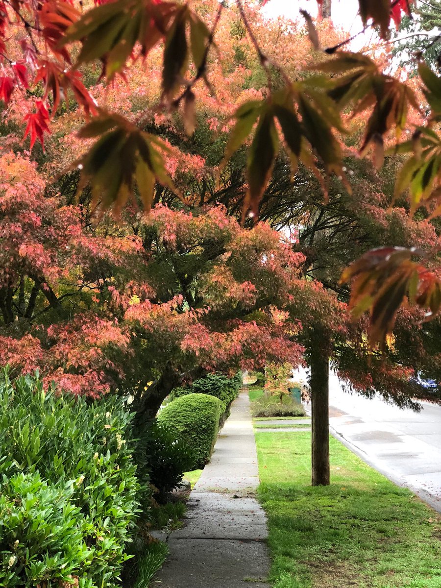 Scapenighter's tweet photo. #AutumnInSeattle #Love #Beauty #Peace #Nature #Landscapes https://t.co/glhY2lJMAj